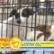 Unang Hirit: Lagay ng rescued animals na naapektuhan ng pagputok ng Bulkang Taal, silipin!