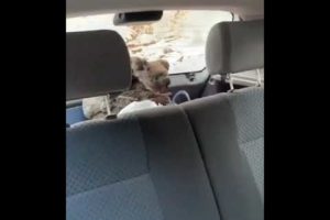Videos Of Rescued animals In Australia Bushfires | This Video will make you cry