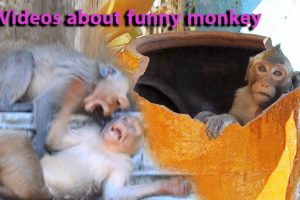 Videos about funny monkey teams playing together are fun to watch