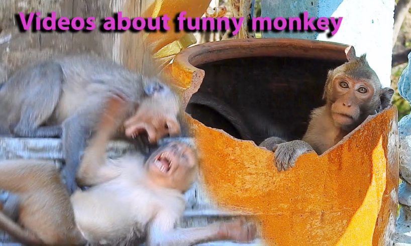 Videos about funny monkey teams playing together are fun to watch