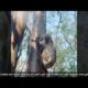 Videos of Koalas Rescued in Australia ( Save the koalas and pray for Australia) Devastating scenes