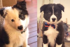 Viral Funny Border Collie Playing and Crazy Howling That You May Astonished- Cutest Baby Dogs!