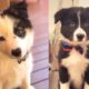 Viral Funny Border Collie Playing and Crazy Howling That You May Astonished- Cutest Baby Dogs!