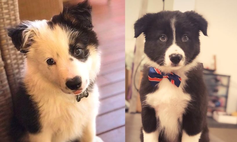 Viral Funny Border Collie Playing and Crazy Howling That You May Astonished- Cutest Baby Dogs!