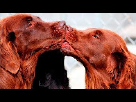 WOW! Animals Love Each Other Videos Compilation 2017
