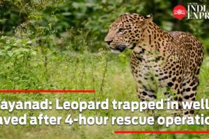 Wayanad: Leopard trapped in well saved after 4-hour rescue operation