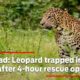 Wayanad: Leopard trapped in well saved after 4-hour rescue operation