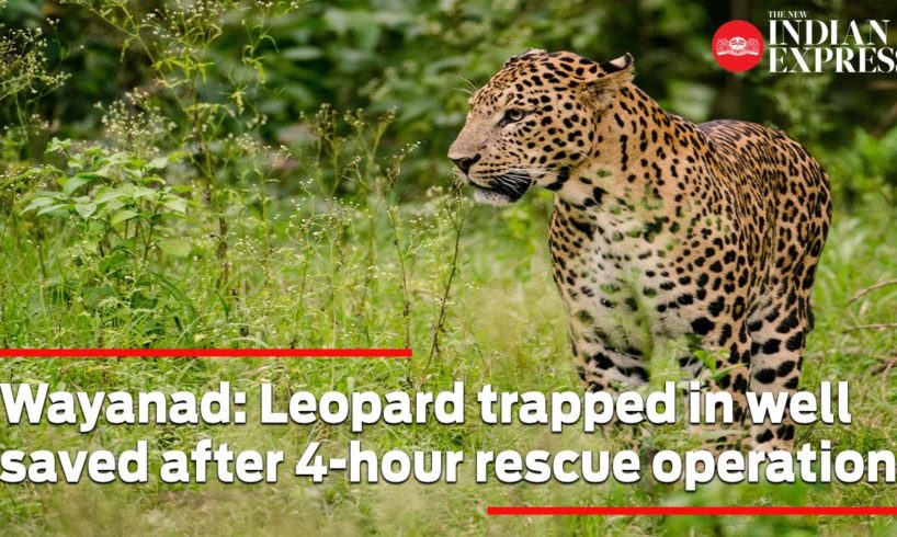 Wayanad: Leopard trapped in well saved after 4-hour rescue operation