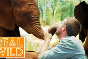 Welcome To The World Of Extraordinary Animals! | Real Wild Documentary