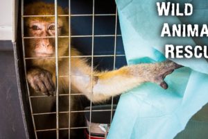 Wild Animal Rescue - Closing The Worst Zoo In The World