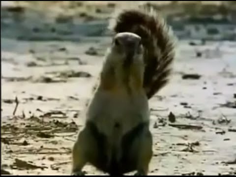 Wild Animals | Animal Planet | Wild Life Animals | animal fights 4