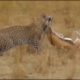 Wild Animals Documentary 2019 Fights Caught On Camera Fight Powerful Lion vs Crocodil