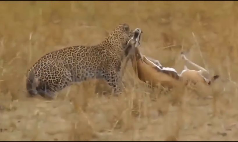 Wild Animals Documentary 2019 Fights Caught On Camera Fight Powerful Lion vs Crocodil