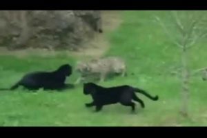 Wild Animals Fight
