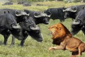 Wild Animals Fighting - Lion vs Buffalo - Moments Of Wild Animal Fights