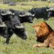Wild Animals Fighting - Lion vs Buffalo - Moments Of Wild Animal Fights