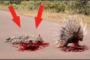 Wild Animals Fighting - Porcupine vs Lion, Leopard vs Boar, Elephant, Video African Animals