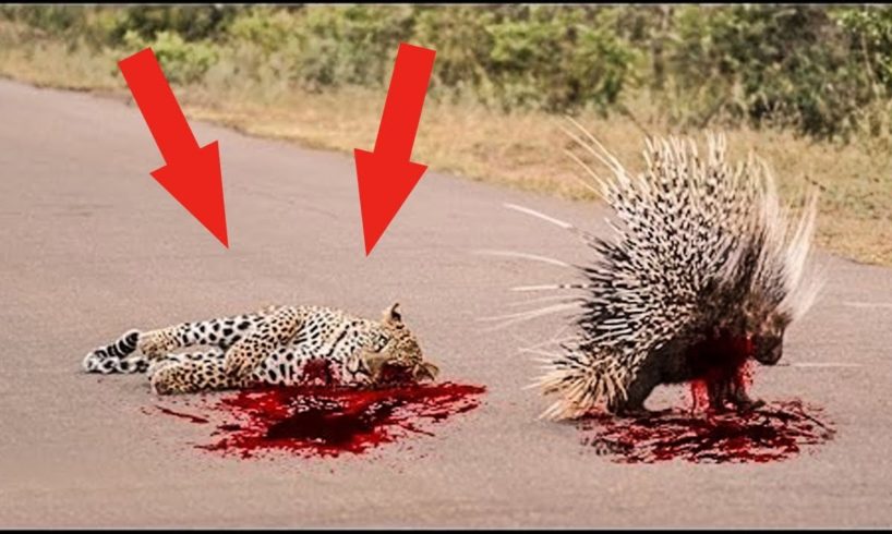 Wild Animals Fighting - Porcupine vs Lion, Leopard vs Boar, Elephant, Video African Animals