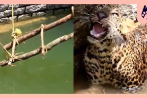 Wild Leopard Rescued From A Well | Naturee Rescue Stories