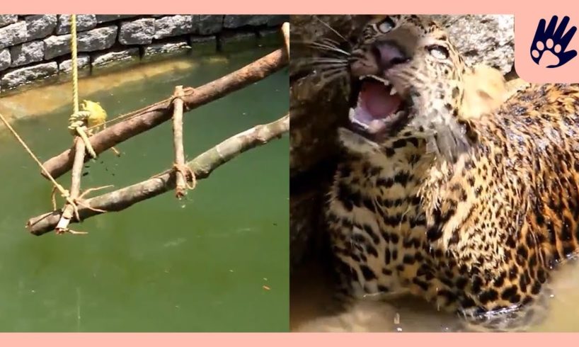 Wild Leopard Rescued From A Well | Naturee Rescue Stories