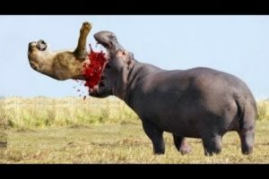 Wild animals fight to death   CRAZIEST Animal Fights Caught    Crocodile, Zebra, Hippo #8