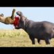 Wild animals fight to death   CRAZIEST Animal Fights Caught    Crocodile, Zebra, Hippo #8
