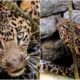 Wild leopard rescued from a 15 foot deep well in India