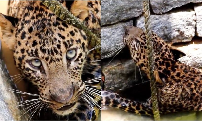 Wild leopard rescued from a 15 foot deep well in India