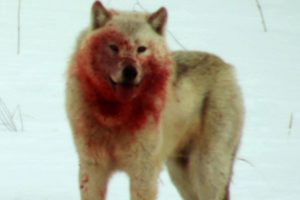 Wolf Pack Hunts Buffalo Herd | BBC Earth