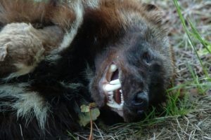 Wolverine Found in Port Moody near Mossom Creek watershed 2004