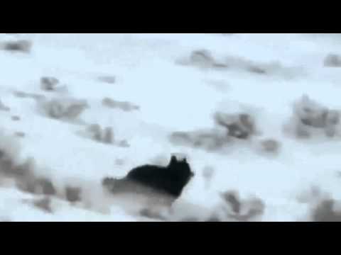 Wolves attacks Moose  Wild Animal Fights, Wild Animal Attacks    Must See