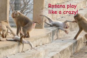 Wonder about Rosana when she played with Rocky, she always played like crazy to her brother- Part449
