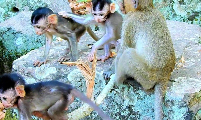 Wonderful many little newborn baby monkeys playing, Cute small baby monkey