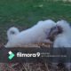 Worlds Cutest Puppies (PMD Great Pyrenees)