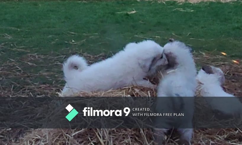 Worlds Cutest Puppies (PMD Great Pyrenees)