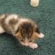 Worlds cutest kitten: Crying 2 week old kitten