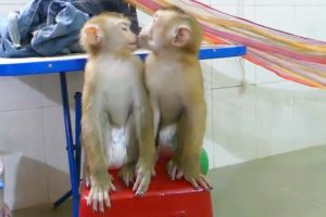 Wow Very Sweet!! Baby Monkey Dodo Kisses Mori After Playing
