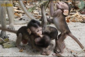Wow.....!!! So Happiness Babies Monkeys, So Funny, Meeting Babies For Playing