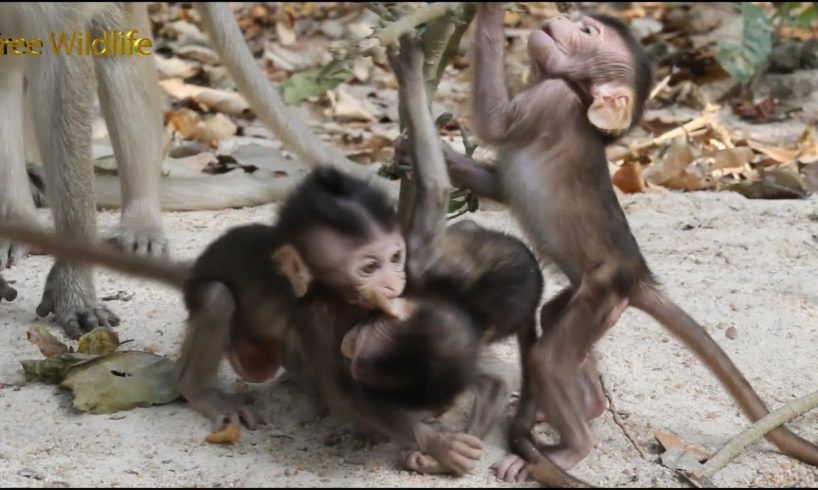 Wow.....!!! So Happiness Babies Monkeys, So Funny, Meeting Babies For Playing