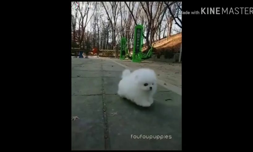 Wowww...Cute puppies??(Pls subscribe my channel and don't forget to like this video)