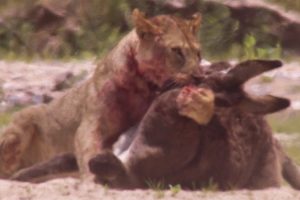 Young Lions Kill Donkeys | BBC Earth