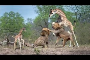 african wild animals fighting | Animals OF Wild