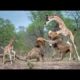 african wild animals fighting | Animals OF Wild