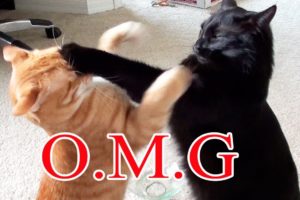 beautiful cat fight,cat fight,cat fight cat,cat videos,cat videos fight,cat fight noises,cat