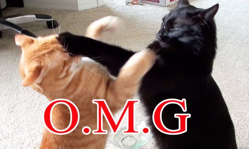 beautiful cat fight,cat fight,cat fight cat,cat videos,cat videos fight,cat fight noises,cat