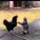 cat and hen animal Best animals fights  with wild 2016 animals lion tiger bear attack