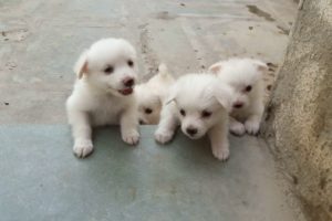cute pomeranian puppies