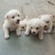 cute pomeranian puppies