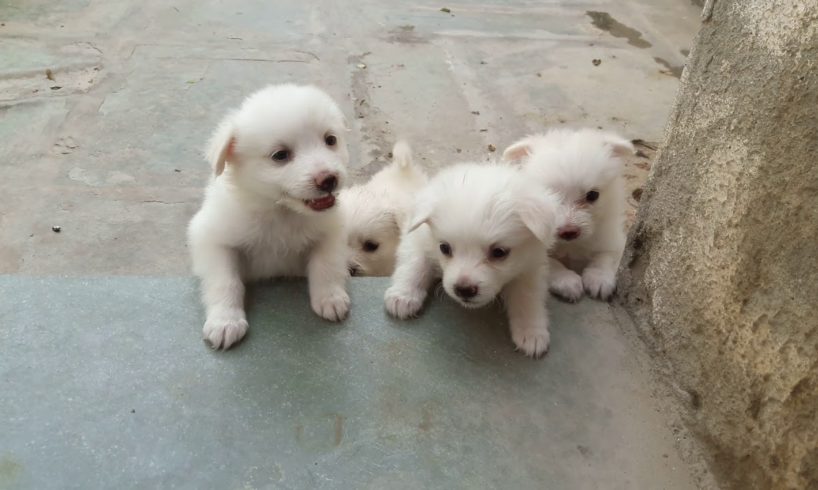 cute pomeranian puppies