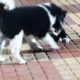 cute puppies doing funny things
